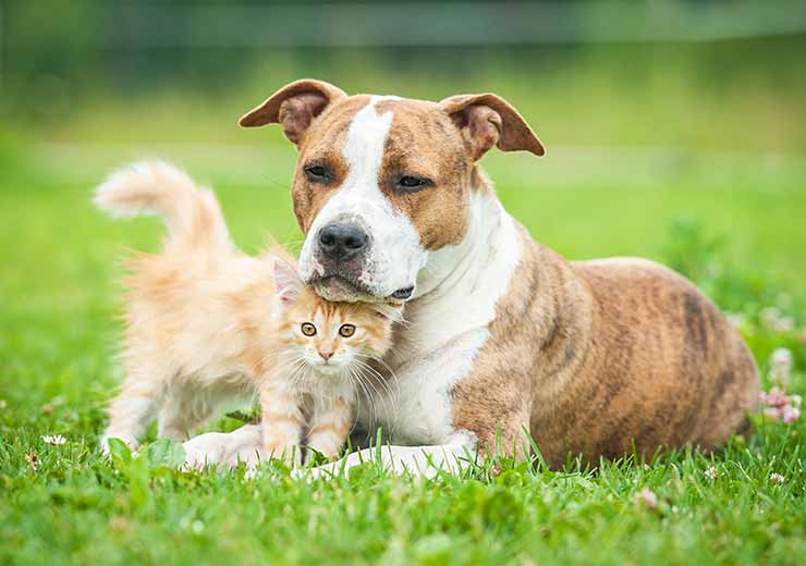Pet & Animal Care